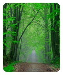 Serenity Forest Path